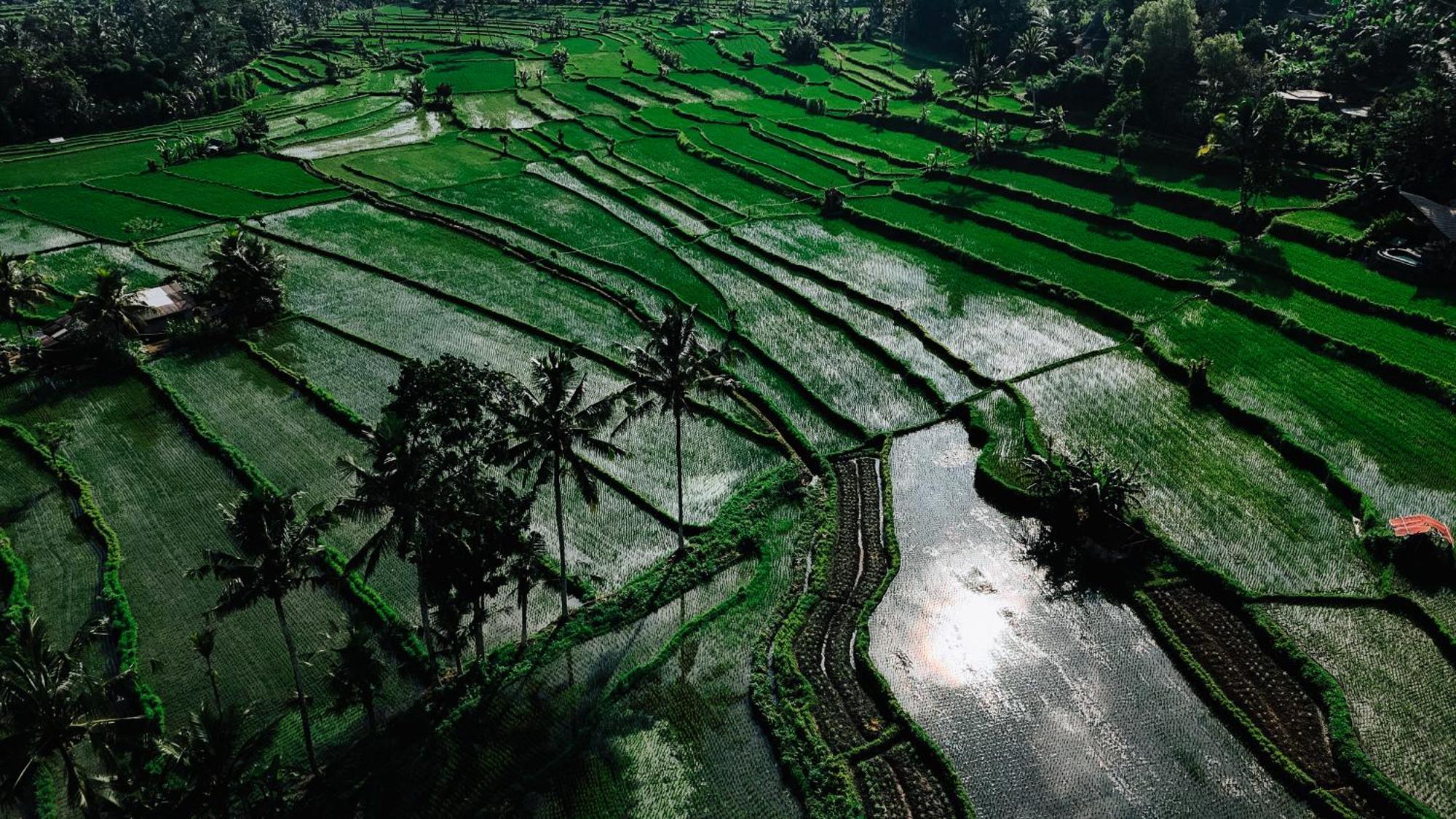הוילה סיידמן Arcada Bali Bamboo House מראה חיצוני תמונה
